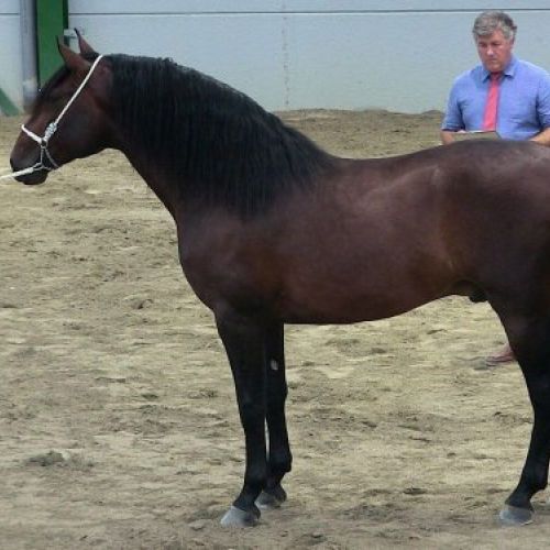 CLINICA VETERINARIA PI GROS 019