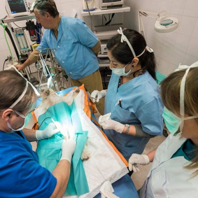 urgencias veterinarias