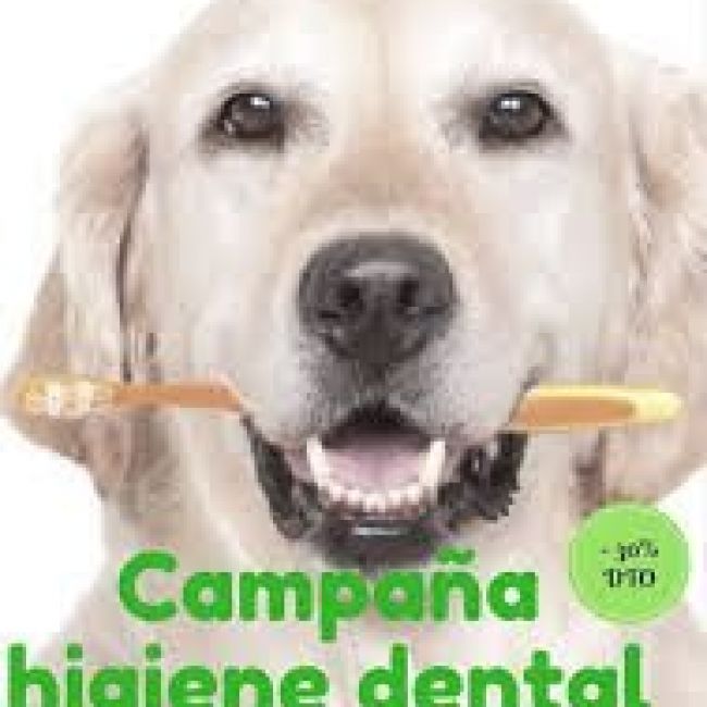 Campaña veterinaria de higiene dental para perros