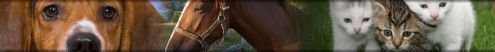 clinica veterinaria castellon