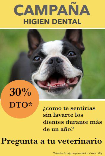 Campaña veterinaria higiene bucal Castellón 30% dto.