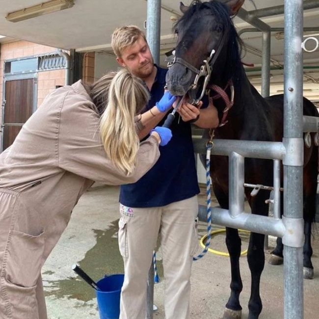 Odontología caballos
