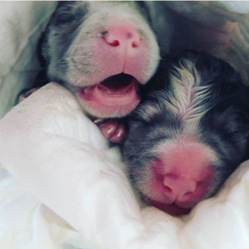 Cachorros en PI GROS