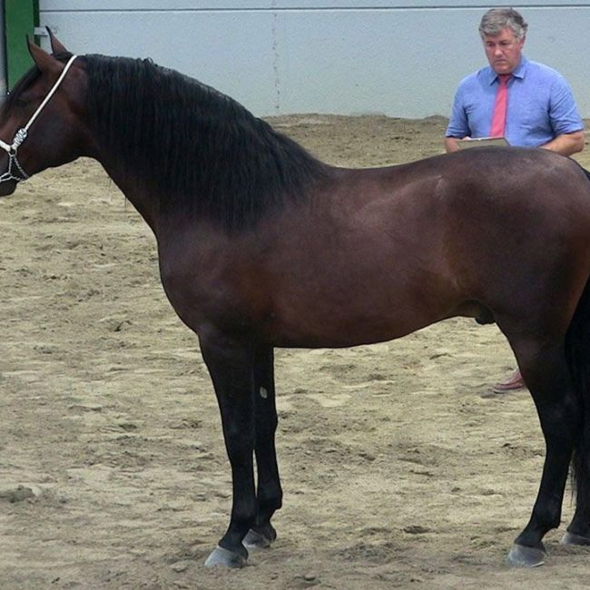 Examen pre compra caballos