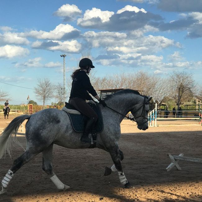 Medicina deportiva equina