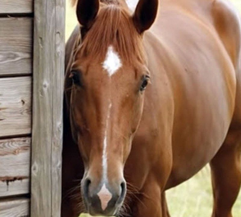 Medicina interna caballos