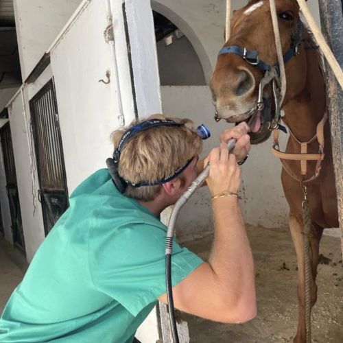 Exploración equina Clinica PI GROS