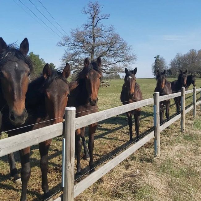 Cirugía de campo equina