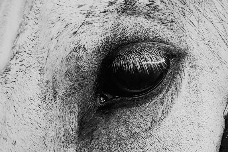 Medicina equína en Castellón