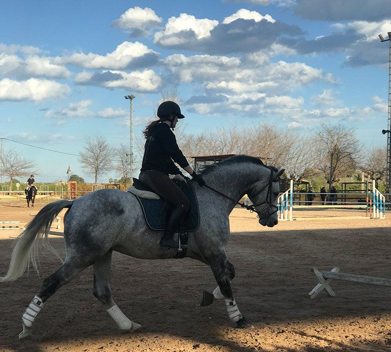 Medicina deportiva equina