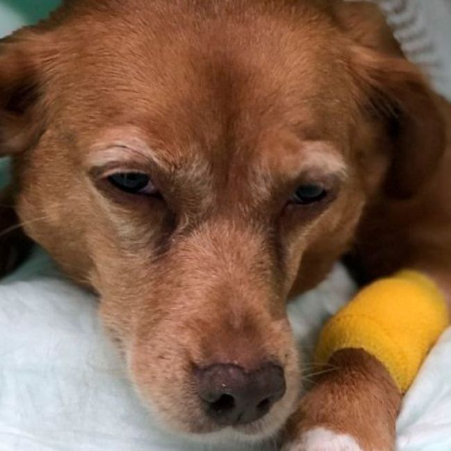 Urgencias veterinarias