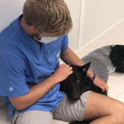 Clínica urgencias veterinarias