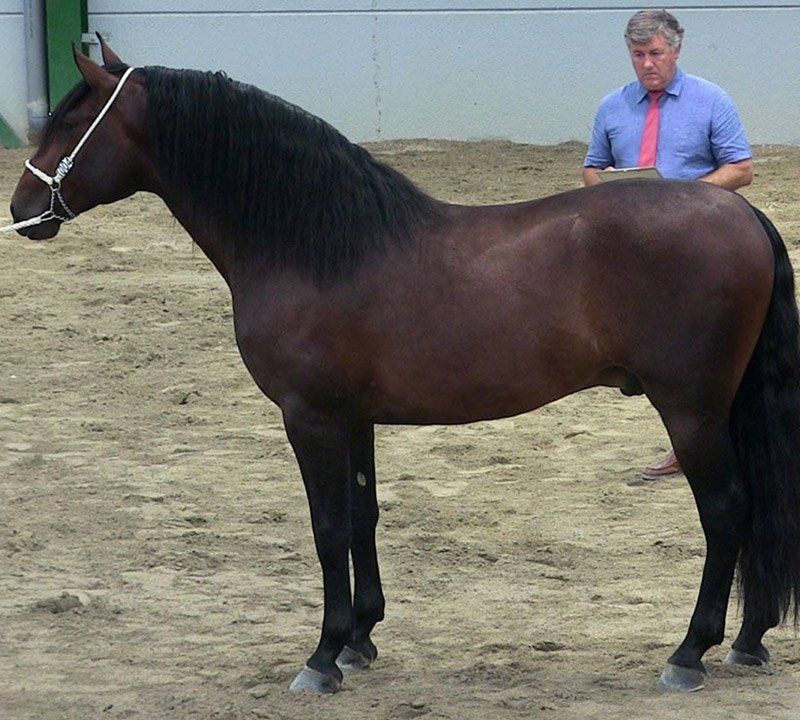 Examen pre compra caballos