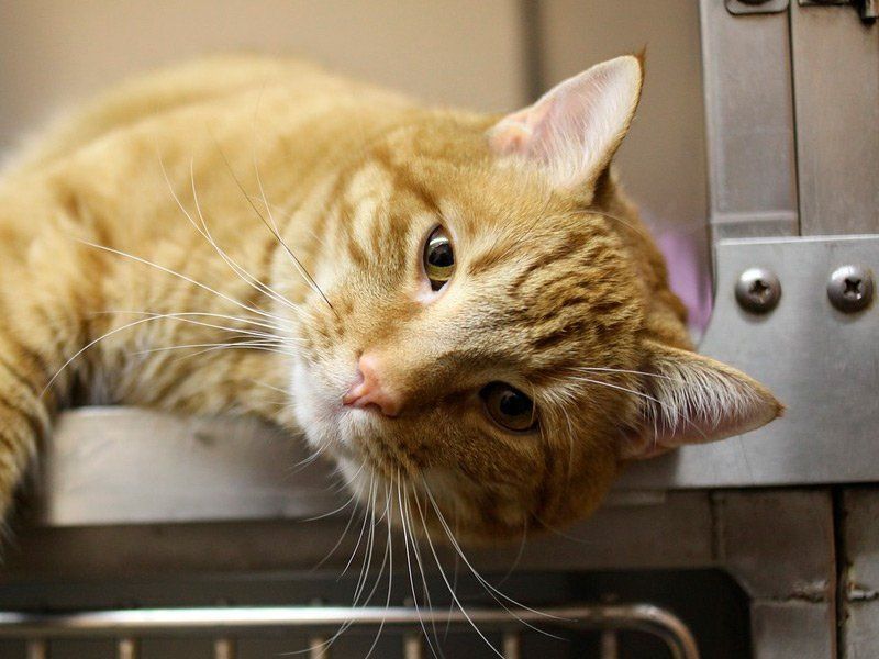 Veterinario para animales pequeños en Castellón