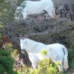 Clínica equina 2