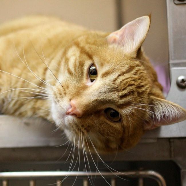 Veterinario para animales pequeños en Castellón