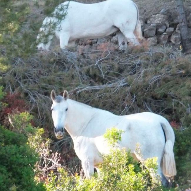 Recuperación de caballos en Castellón