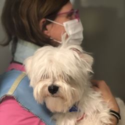 Urgencia veterinaria animales pequeños