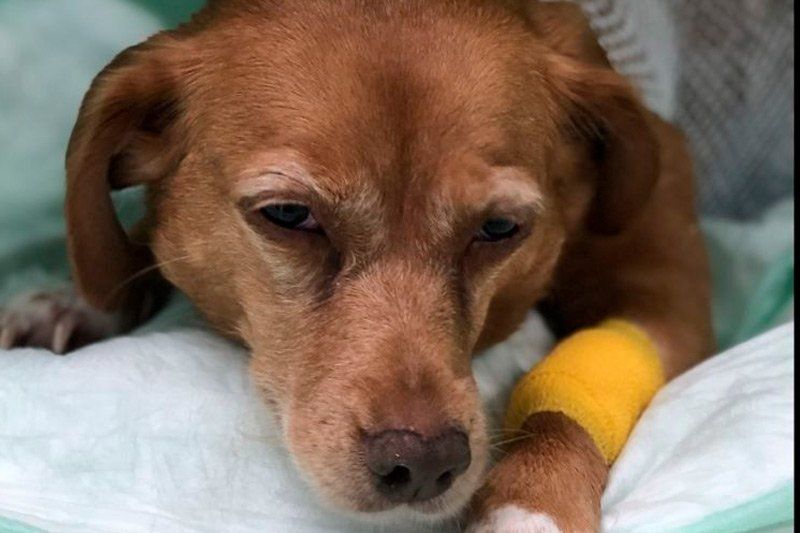 Urgencias veterinarias