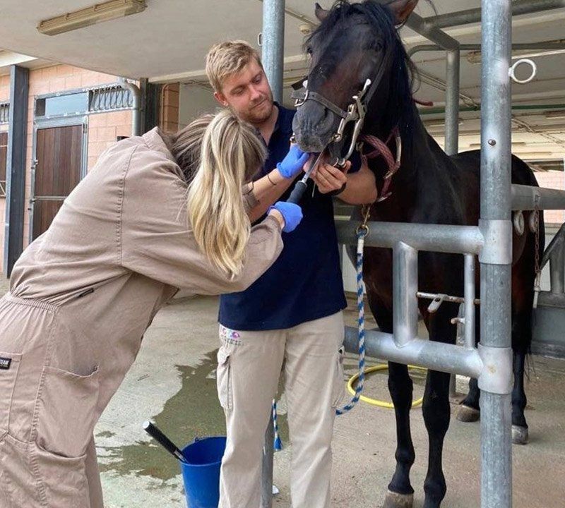 Odontología caballos