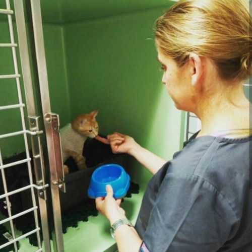 Atención veterinaria PI GROS