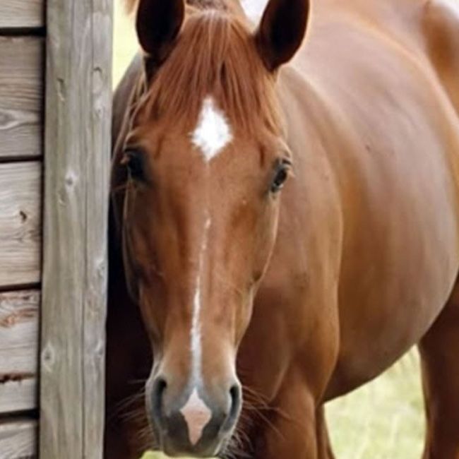 Medicina interna caballos